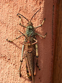 insecte, macro, Llagosta, error, tremuja, saltar, antena, tancar, viu, invertebrat, temes d'animals, fauna animal, animals a la natura, animal, un animal, funció de construcció de parets, primer pla, cap gent, dia, zoologia, marró, naturalesa, a l'aire lliure, artròpode, aràcnids, longitud completa, vermell, 5K, CC0, domini públic, lliure de regalies