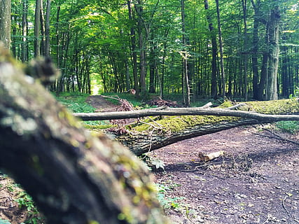 natureza, floresta, arvores, grama, luz do dia, chão, musgo, caminho, solo, troncos de árvores, madeiras, árvore, terra, plantar, tronco de árvore, tranquilidade, tronco, dia, crescimento, beleza na natureza, cena tranquila, ninguém, madeira - material, cena não urbana, luz solar, ao ar livre, madeira, registro, 4K, CC0, domínio público, royalty free