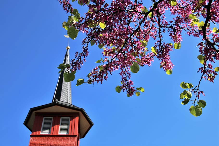 baix, fotografia d'angle, porpra, arbre amb flors, marró, edifici, primavera, torre, cel, naturalesa, florint, branca, rosa, primer pla, pot, estímul, flor rosa, jardí, intern extern, la perspectiva de, el sostre del, la finestra, alt, al matí, arquitectura, Església, parròquia, cel blau, planta, arbre, exterior de l'edifici, blau, vista d’angle baix, cel clar, creixement, cap gent, bellesa a la natura, estructura construïda, flor, dia, planta amb flors, color rosa, a l'aire lliure, directament a sota, 5K