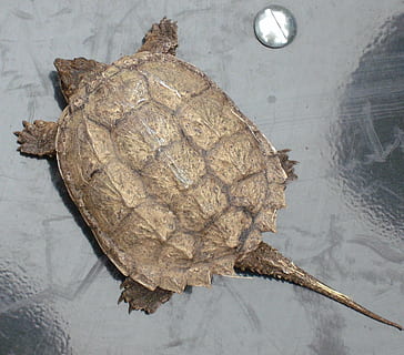tartaruga, bebê, encaixe, Concha, réptil, animais selvagens, natureza, marinho, pequeno, visão de alto ângulo, ninguém, agua, animal, temas animais, fechar-se, concha animal, animais em estado selvagem, ao ar livre, parte da planta, um animal, vertebrado, folha, anfíbio, concha de tartaruga, 1080P, CC0, domínio público, royalty free