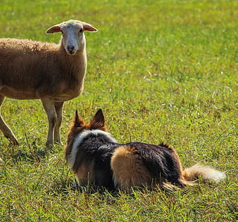 sheepdog, lucru, mimetic, Collie, canin, oaie, miel, iarbă, mamifer, animal, plantă, animale tematice, camp, grup de animale, animale domestice, teren, animale vertebrate, natură, tânăr animal, șeptel, intern, nici o persoana, animale de companie, Culoarea verde, zi, două animale, să se concentreze asupra primelor elemente, erbivor, în aer liber, familie de animale, 2K, CC0, domeniu public, fără drepturi de autor