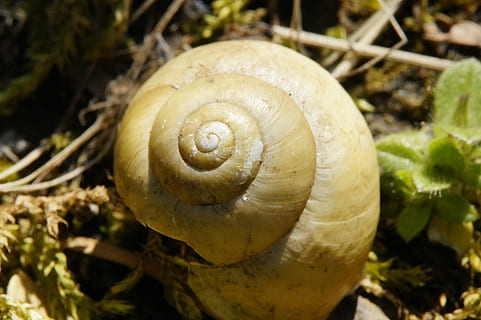 skal, tæt, snegl, forlade, tom, natur, snegl shell, mollusk, dyreliv, dyreskal, spiralformet, tæt på, dyr, havsnegle, dyre temaer, hvirvelløse, ingen mennesker, dyr i naturen, dag, plante, fokus på forgrunden, et dyr, jord, sollys, udendørs, 5K, CC0, offentligt domæne, royaltyfrie