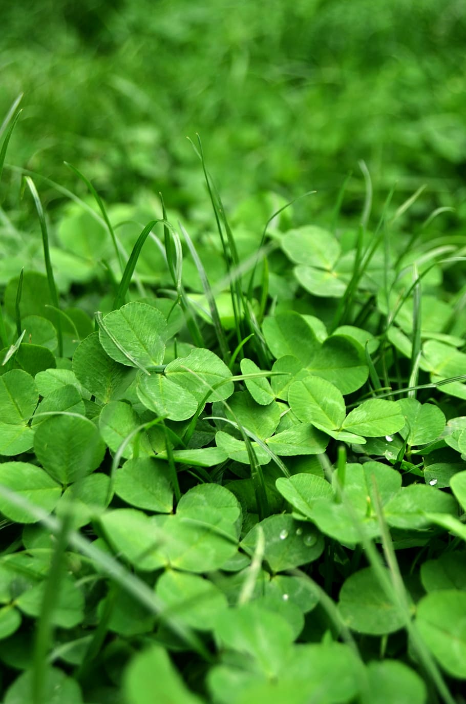 græs, forår, grøn, kløverblad, natur, naturlig, grøn farve, blad, friskhed, plante, vækst, plante del, selektiv fokusering, skønhed i naturen, tæt på, ingen mennesker, jord, Mark, dag, kløver, ro, udendørs, løv, frodig løv, vand, blade, dug, 4K