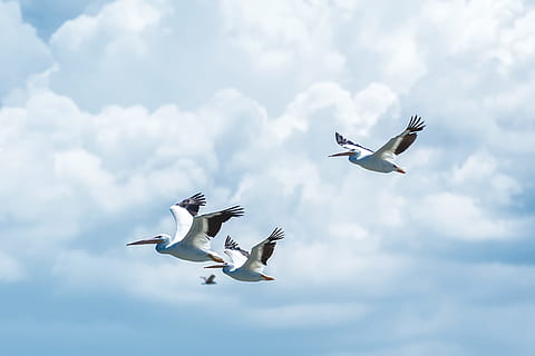 flyvende, hvid, fugle, overskyet, himmel, tre, skyer, hvide pelikaner, formation, fugl, natur, måge, dyr, dyrefløj, blå, udendørs, flok af fugle, dyreliv, gruppe af dyr, frihed, sky - himmel, dyr og kæledyr, Midt i luften, luft show, fly, dyre temaer, hvirveldyr, dyr i naturen, spredte vinger, luftfartøj, bevægelse, transportmidler, ingen mennesker, transportform, 2K, CC0, offentligt domæne, royaltyfrie