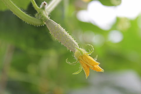 concombre, légume, vert, légume, vert, couleur verte, la nature, fermer, insecte, plante, croissance, personne, animaux à l'état sauvage, la faune des animaux, animal, feuille, fragilité, fleur, se concentrer sur le premier plan, partie de la plante, vulnérabilité, thèmes animaux, beauté dans la nature, invertébré, journée, en plein air, 5K, CC0, domaine public, libre de droits