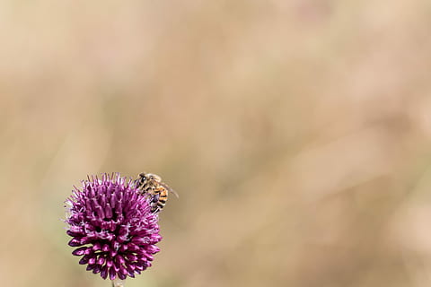 god appetit, selektiv, fokus fotografering, honningbi, perched, lilla, blomst, bi, hveps, nektar, forår, natur, bokeh, Mark, lilla blomst, pollen, bestøvende, tapet, proxy, blomstrende plante, dyre temaer, dyr, skønhed i naturen, dyreliv, et dyr, tæt på, skrøbelighed, insekt, hvirvelløse, plante, friskhed, sårbarhed, kronblad, dyr i naturen, blomsterhoved, vækst, fokus på forgrunden, ingen mennesker, bestøvning, sommerfugl - insekt, 4K, CC0, offentligt domæne, royaltyfrie