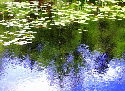 Reflexion, Wasser, Wellen, Hintergrund, See, Ufergegend, Wirbeltier, Tiere in freier Wildbahn, Natur, Pflanze, Tier, Schönheit in der Natur, Tierwelt, Vogel, Tierthemen, grüne Farbe, Schwimmen, Tag, Blatt, Pflanzenteil, keine Leute, auf dem Wasser schwimmen, draußen, 1080P, CC0, gemeinfrei, lizenzfrei