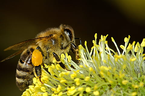 micro, photography, honey bee, perched, flower, bees, pollination, insect, macro, work, pollen, honey, animal, hive, beekeeping, beekeeper, wildlife, farm, organic, colony, swarm, nectar, bug, drone, queen, wings, sting, wild, stinger, flight, buzz, kingdom, bee, nature, yellow, close-up, plant, animal themes, animal wildlife, one animal, animals in the wild, invertebrate, flowering plant, beauty in nature, no people, fragility, freshness, petal, flower head, outdoors, springtime, animal head, 4K, CC0, public domain, royalty free