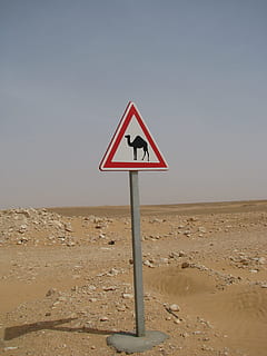 atenção, camelo, Nota, escudo, deserto, diretório, marcação, placa, Aviso, sinais, placa de trânsito, Diversão, sinal de rua, comunicação, terra, céu, dia, ninguém, estrada, orientação, sinal de aviso, scenics - natureza, céu limpo, areia, natureza, representação, clima árido, clima, forma triangular, meio Ambiente, 2K, CC0, domínio público, royalty free