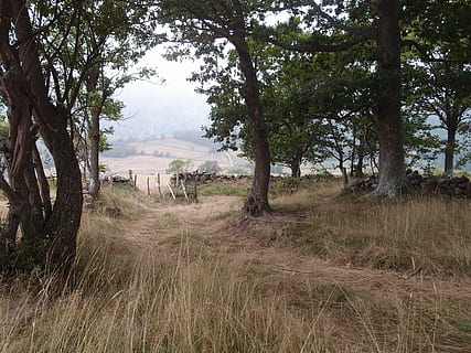 tájkép, pálya, természet, nyomvonal, természet, nyom, vidéki út, mező, fák, túrázás, fa, szabadban, nap, scenics, növény, föld, környezet, nyugalom, nyugodt jelenet, fű, növekedés, szépség a természetben, festmények - természet, nem városi színtéren, nem ember, zöld szín, ég, vidéki táj, 2K, CC0, közkincs, jogdíjmentes