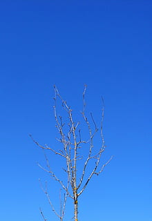træ, afdeling, vinterhimmel, himmel, blå, skyfri himmel, lav vinkel visning, bare træ, kopiere plads, plante, skønhed i naturen, ingen mennesker, natur, ro, dag, udendørs, scenics - natur, skåret ud, vækst, rolig scene, sollys, 1080P, CC0, offentligt domæne, royaltyfrie