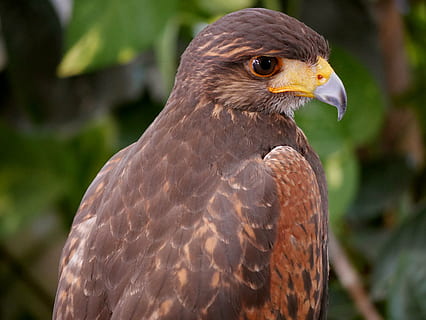 cometa, àguila, falcó, ocell, vida salvatge, rapinyaire, falcó - ocell, carnívor, animal, naturalesa, bec, caça d’animals, àguila - ocell, animals a la natura, ploma, temes d'animals, un animal, vertebrats, fauna animal, centrar-se en primer pla, primer pla, part del cos dels animals, cap gent, dia, mirant, a l'aire lliure, mirant cap a fora, marró, cap d’animals, vista del perfil, ull d’animals, 4K, CC0, domini públic, lliure de regalies