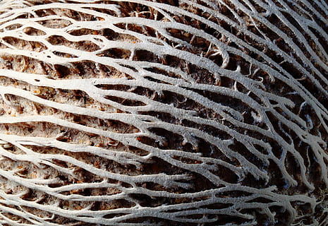 Samen, getragen, Linien, schließen, Makro, Schatten, Textur, Tierwelt, keine Leute, Natur, Nahansicht, texturiert, Vollbild, Tiere in freier Wildbahn, Hintergründe, Tierthemen, draußen, Leben im Meer, Meer, Tier, Marine, unterseeisch, Muster, unter wasser, extreme Nahaufnahme, Koralle, wirbellos, natürliches Muster, Vergrößerung, 4K, CC0, gemeinfrei, lizenzfrei