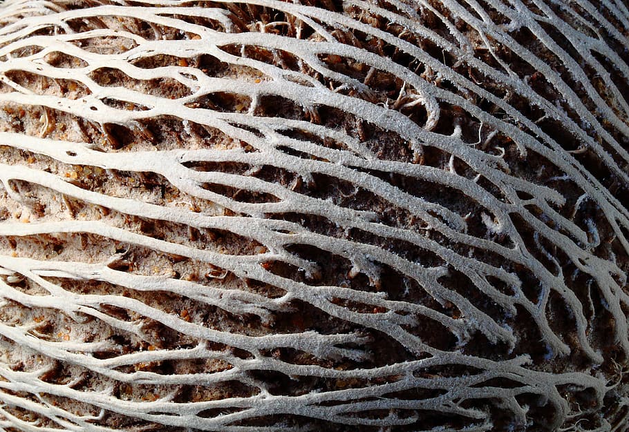 frø, slidt, linjer, tæt, makro, skygge, struktur, dyreliv, ingen mennesker, natur, tæt på, tekstureret, fuld ramme, dyr i naturen, baggrunde, dyre temaer, udendørs, hav liv, hav, dyr, marine, undersøiske, mønster, undervands-, ekstrem nærbillede, koral, hvirvelløse, naturligt mønster, forstørrelse, 4K