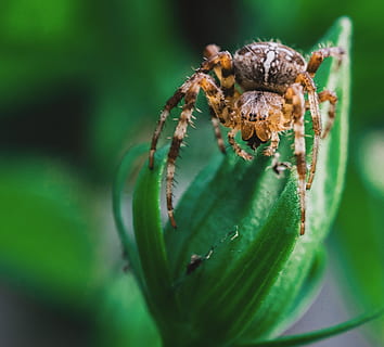 edderkop, dyr, arachnid, spindelvæv, uhyggelig, blomst, have, behåret, insekt, hvirvelløse, blad, fobi, edderkoppespind, toksisk, fælde, venom, dyreliv, natur, leddyr, dyre temaer, et dyr, tæt på, dyr i naturen, grøn farve, selektiv fokusering, ingen mennesker, zoologi, makro, plante del, hoppe edderkop, udendørs, dyr ben, dyr øje, 4K, CC0, offentligt domæne, royaltyfrie
