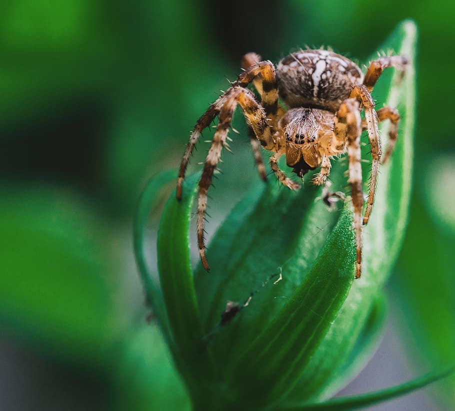 aranya, animal, aràcnids, teranyina, horripilant, flor, jardí, pelut, insecte, invertebrat, full, fòbia, tòxics, trampa, verí, vida salvatge, naturalesa, artròpode, fauna animal, temes d'animals, un animal, primer pla, animals a la natura, color verd, enfocament selectiu, cap gent, zoologia, macro, part de la planta, saltar aranya, a l'aire lliure, cames d’animal, ull d’animals, 4K