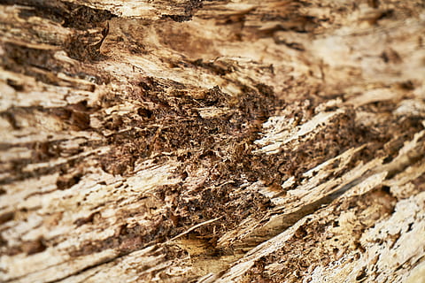 abstrato, Castanho, árvore, madeira, padronizar, textura, origens, velho, fundo, placas de fibra de madeira, ninguém, copie o espaço, parquete, horizontal, mesa, fotos detalhadas, macro, detalhe, pavimento, decoração, motivo, perspectiva, amarelo, mobília, natural, imagem colorida, lindo, padrão abstrato, fotografia, fechar-se, foco seletivo, As fotos, cor, papel de parede, madeira - material, natureza, texturizado, material, rude, seco, prancha, quadro completo, tronco de árvore, tronco, dia, casca de planta, ao ar livre, plantar, padrão natural, latido, corroído, efeito texturizado, 5K, CC0, domínio público, royalty free
