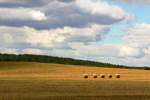 pole, zásobník, krajina, Příroda, sláma, seno, letní, srpen, sklizeň, mrak - nebe, nebe, životní prostředí, zemědělství, venkovské scény, hospodařit, přistát, balíku, rostlina, scenics - příroda, klidné scény, krása v přírodě, klid, strom, růst, den, nikdo, venku, plantáž, 5K, CC0, veřejná doména, bez autorských práv