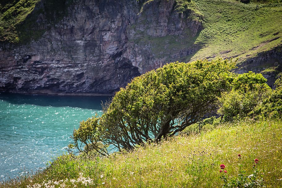 Costa, Brixham, devon, cap de baies, mar, Anglaterra, UK, anglès, oceà, torbay, costaner, vora del mar, viatjar, escena, Riba, penya-segats, escènic, paisatge, assolellat, badia, blau, a l'aire lliure, aigua, bellesa a la natura, planta, escenics - natura, tranquil·litat, escena tranquil·la, naturalesa, arbre, dia, creixement, color verd, rock, escena no urbana, terra, cap gent, muntanya, llac, rock - object, idíl·lic, formació, 5K