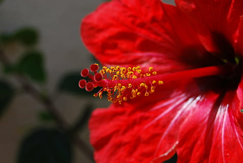 fiore, macro, rosso, luminosa, stami, pianta fiorita, petalo, vulnerabilità, fragilità, freschezza, testa di fiore, pianta, avvicinamento, bellezza nella natura, infiorescenza, crescita, polline, natura, ibisco, messa a fuoco selettiva, concentrarsi sulle conoscenze acquisite, all'aperto, nessuno, primavera, morbidezza, 4K, CC0, dominio pubblico, privo di copyright