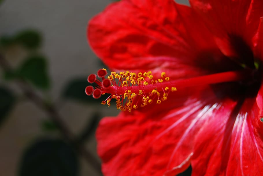 fiore, macro, rosso, luminosa, stami, pianta fiorita, petalo, vulnerabilità, fragilità, freschezza, testa di fiore, pianta, avvicinamento, bellezza nella natura, infiorescenza, crescita, polline, natura, ibisco, messa a fuoco selettiva, concentrarsi sulle conoscenze acquisite, all'aperto, nessuno, primavera, morbidezza, 4K