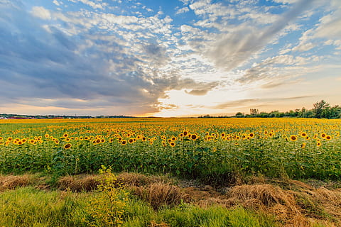 camp de gira-sol, ennuvolat, cel, durant el dia, gira-sol, posta de sol, estiu, núvols, naturalesa, groc, humor, Hongria, Sol ponent, agricultura, camp, escena rural, flor, paisatge, a l'aire lliure, granja, prat, colza, planta, blau, bellesa a la natura, núvol - cel, terra, creixement, escenics - natura, medi ambient, escena tranquil·la, planta amb flors, tranquil·litat, idíl·lic, cap gent, frescor, cap de flor, jardineria, 2K, CC0, domini públic, lliure de regalies