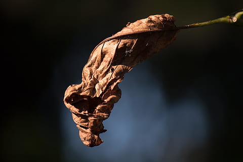 outono, folha, murcho, árvore, ramo, transitoriedade, sai, folhagem de outono, cor da queda, fechar-se, natureza, seco, plantar, focar em primeiro plano, ninguém, parte da planta, crescimento, beleza na natureza, flor, Castanho, ao ar livre, planta murcha, planta morta, planta com flores, texturizado, vulnerabilidade, fragilidade, fundo preto, 5K, CC0, domínio público, royalty free