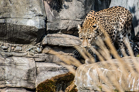leopardo persiano, ritratto, leopardo, sfondo, elegante, espressione, spione, mieze, mondo animale, gatto, fotografia naturalistica, un animale, animale, caccia agli animali, macchiato, felino, grande gatto, temi animali, fauna selvatica, mammifero, animali allo stato selvatico, vertebrato, carnivora, nessuno, natura, zoo, giorno, animali in cattività, solido, all'aperto, gatto non addomesticato, baffo, ghepardo, 4K, CC0, dominio pubblico, privo di copyright