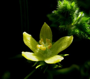 fiore, fioritura, Aperto, delicato, intricato, luce, giallo verde, petali, stame, le foglie, verde, colore verde, messa a fuoco selettiva, pianta, avvicinamento, natura, crescita, bellezza nella natura, pianta fiorita, freschezza, fragilità, vulnerabilità, nessuno, giallo, concentrarsi sulle conoscenze acquisite, sfondo nero, all'aperto, notte, parte vegetale, foglia, testa di fiore, 2K, CC0, dominio pubblico, privo di copyright