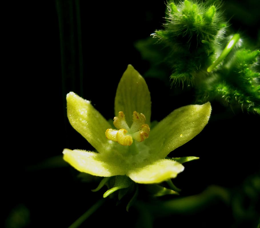 fiore, fioritura, Aperto, delicato, intricato, luce, giallo verde, petali, stame, le foglie, verde, colore verde, messa a fuoco selettiva, pianta, avvicinamento, natura, crescita, bellezza nella natura, pianta fiorita, freschezza, fragilità, vulnerabilità, nessuno, giallo, concentrarsi sulle conoscenze acquisite, sfondo nero, all'aperto, notte, parte vegetale, foglia, testa di fiore, 2K