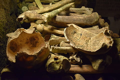 Parijs, catacomben, beenderen, detailopname, binnenshuis, geen mensen, natuur, stilleven, bot, voedsel, eten en drinken, groente, dag, oud, focus op de voorgrond, groep, selectieve aandacht, hoge hoekmening, groep objecten, schoonheid in de natuur, fabriek, grote groep objecten, 5K, CC0, publiek domein, royaltyvrij