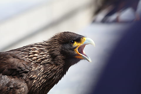 Eagle, Squawk, Screech, Angry, Bird, angry, bird, nature, wildlife, beak, feathers, fly, sky, flight, raptor, predator, plumage, flutter, prey, outdoors, animal, eagle - Bird, bird of Prey, close-up, feather, one animal, animal themes, animals in the wild, animal wildlife, vertebrate, animal body part, no people, day, side view, focus on foreground, sunlight, animal head, profile view, falcon - bird, mouth open, 5K, CC0, public domain, royalty free