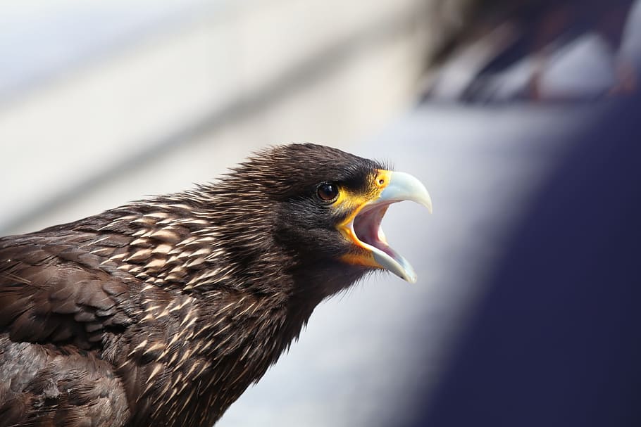 àguila, crits, xiscle, ocell enfadat, enfadat, ocell, naturalesa, vida salvatge, bec, plomes, volar, cel, vol, raptor, depredador, plomatge, aleteig, presa, a l'aire lliure, animal, àguila - ocell, rapinyaire, primer pla, ploma, un animal, temes d'animals, animals a la natura, fauna animal, vertebrats, part del cos dels animals, cap gent, dia, vista lateral, centrar-se en primer pla, llum solar, cap d’animals, vista del perfil, falcó - ocell, boca oberta, 5K