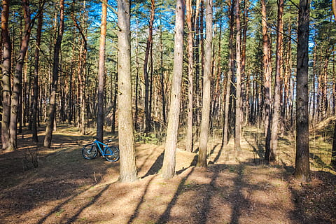 pine, forest, coniferous, summer, bright, nature, trees, russia, needles, thicket, coniferous tree, trunk, fisheye, skyward, high, bike, trip, stroll, ride, tree, plant, land, transportation, beauty in nature, mode of transportation, tree trunk, day, growth, land vehicle, one person, real people, bicycle, leisure activity, sunlight, tranquility, outdoors, woodland, riding, 5K, CC0, public domain, royalty free