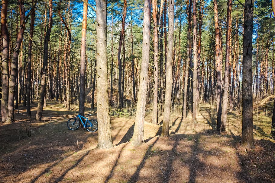 Kiefer, Wald, Nadelholz, Sommer-, hell, Natur, Bäume, Russland, Nadeln, Dickicht, Nadelbaum, Kofferraum, Fischauge, himmelwärts, hoch, Fahrrad, Ausflug, Bummel, Reiten, Baum, Pflanze, Land, Transport, Schönheit in der Natur, Transportmittel, Baumstamm, Tag, Wachstum, Landfahrzeug, eine Person, echte Menschen, Freizeitbeschäftigung, Sonnenlicht, Ruhe, draußen, 5K