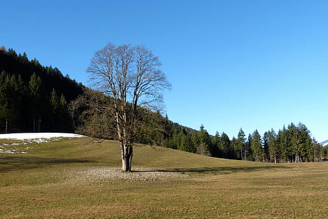 panorama, bordo, árvore, schneerest, Primavera, plantar, céu, cena tranquila, beleza na natureza, tranquilidade, terra, scenics - natureza, céu limpo, azul, crescimento, meio Ambiente, natureza, cena não urbana, ninguém, dia, campo, grama, cor verde, ao ar livre, 4K, CC0, domínio público, royalty free