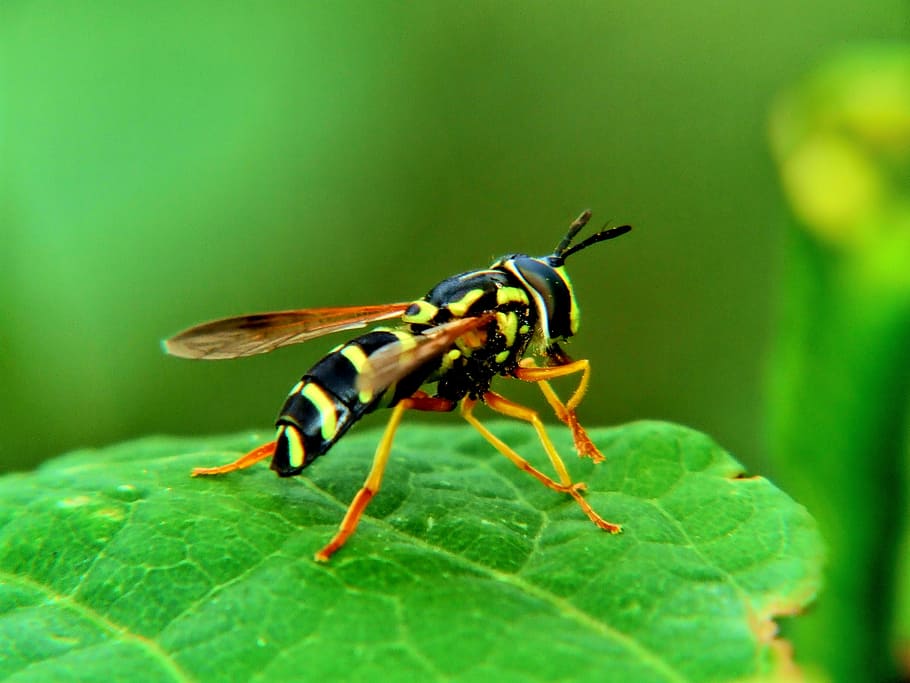 macro, insecte, mucha, naturalesa, herba, verd, vegetació, primer pla, animal, color verd, estiu, groc, ala dels animals, abella, full, temes d'animals, un animal, animals a la natura, invertebrat, fauna animal, part de la planta, enfocament selectiu, cap gent, planta, bellesa a la natura, vulnerabilitat, dia, fragilitat, 2K