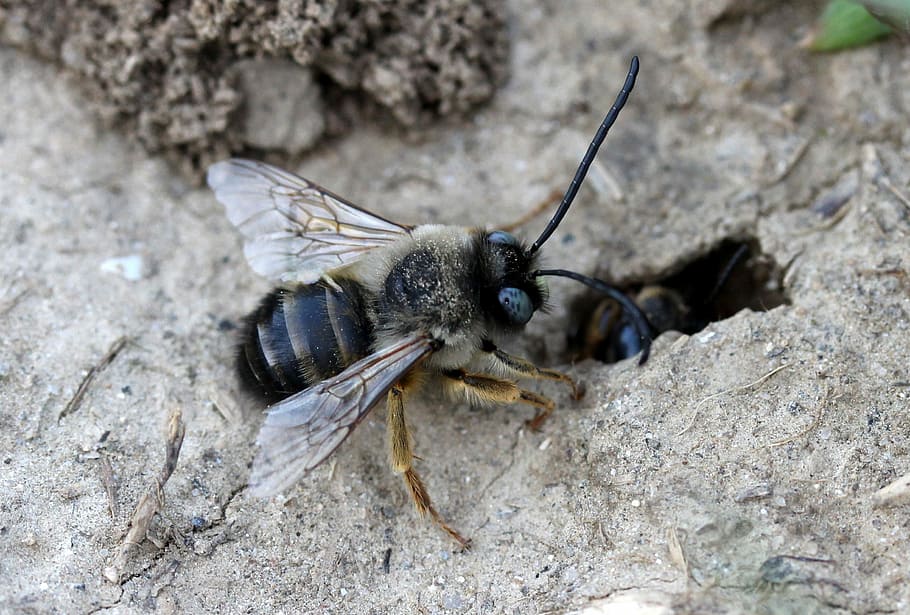 abella, salvatge, formiguer, den, sòl, temes d'animals, animal, fauna animal, animals a la natura, invertebrat, insecte, un animal, sòlid, primer pla, cap gent, ala dels animals, naturalesa, rock, rock - object, color negre, centrar-se en primer pla, dia, a l'aire lliure, vista d’angle alt, part del cos dels animals, 2K