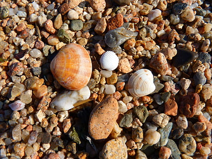 Schale, Muschel, Strand, Kieselsteine, Stein - Objekt, Kieselstein, Land, Tierwelt, Tierhülle, keine Leute, Meer, Natur, Rock, solide, Nahansicht, Tier, Hintergründe, Vollbild, Tag, Stein, High Angle View, draußen, Marine, 4K