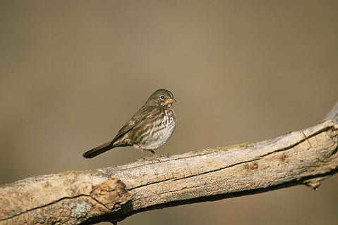 ramo, albero, morto, in piedi, Volpe, uccello, passero, uccelli, animali, fauna, fauna selvatica, animali allo stato selvatico, vertebrato, un animale, appollaiati, concentrarsi sulle conoscenze acquisite, nessuno, natura, all'aperto, lunghezza intera, avvicinamento, pianta, giorno, uccello canoro, 4K, CC0, dominio pubblico, privo di copyright