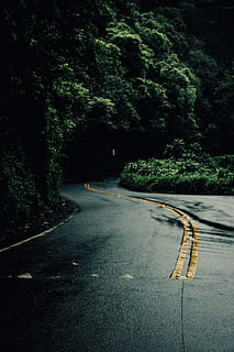 perdió, gris, hormigón, devanado, la carretera, cubierto, verde, plantas de hoja, árbol, perspectiva, bosque, viaje, lluvia, mojado, naturaleza, al aire libre, planta, transporte, dirección, el camino a seguir, nadie, color verde, crecimiento, día, tranquilidad, belleza en la naturaleza, firmar, calle, asfalto, tierra, escena tranquila, 5K, CC0, dominio público, libre de derechos