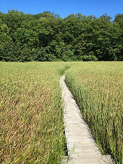 Sumpf, Promenade, Pfad, Sommer-, Feuchtgebiet, Landwirtschaft, Natur, ländliche Szene, Bauernhof, Feld, draußen, Pflanze, Wachstum, Baum, grüne Farbe, Schönheit in der Natur, Ruhe, Land, ruhige Szene, Landschaft, Szenen - Natur, Fußweg, Umgebung, Tag, keine Leute, Gras, der Weg nach vorn, Richtung, Himmel, Weg, 2K, CC0, gemeinfrei, lizenzfrei