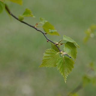 birk, løvfældende træ, blad, birk blad, forår, Betula, grøn farve, natur, dyr i naturen, insekt, ingen mennesker, plante del, hvirvelløse, plante, tæt på, dyr, dyre temaer, dyreliv, fokus på forgrunden, et dyr, vækst, dag, selektiv fokusering, myre, udendørs, 2K, CC0, offentligt domæne, royaltyfrie