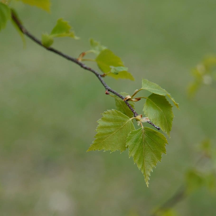 birk, løvfældende træ, blad, birk blad, forår, Betula, grøn farve, natur, dyr i naturen, insekt, ingen mennesker, plante del, hvirvelløse, plante, tæt på, dyr, dyre temaer, dyreliv, fokus på forgrunden, et dyr, vækst, dag, selektiv fokusering, myre, udendørs, 2K