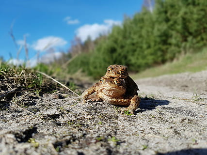 Frog, Toad, the frog, frogs, a toad, one animal, animal themes, animal wildlife, animals in the wild, animal, day, selective focus, nature, no people, plant, land, close-up, field, sunlight, vertebrate, solid, outdoors, rock, sky, grass, surface level, 4K, CC0, public domain, royalty free