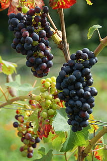 fruct, natură, foaie, strugure, struguri negri, creştere, copt, vin, mancare si bautura, mâncat sănătos, alimente, vie, plantă, prospeţime, agricultură, vita de vie, buchet, Culoarea verde, nici o persoana, frunze, a decupa, a închide, parte a plantelor, copac, vinificatie, în aer liber, plantaţie, 2K, CC0, domeniu public, fără drepturi de autor