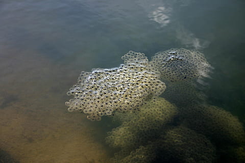 frogspawn, spawn, ou, aigua, estany, dossier, tirar, primavera, amfibis, granota, naturalesa, mar, sota l'aigua, la vida marina, animals a la natura, marí, fauna animal, submarí, temes d'animals, cap gent, animal, bellesa a la natura, sòlid, dia, rock, a l'aire lliure, primer pla, vista d’angle alt, 2K, CC0, domini públic, lliure de regalies
