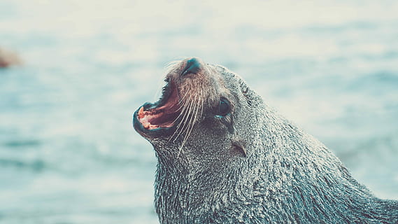 valokuvaus, vieressä, ruumis, vesi, päivä, sealion, vesistö, aika, eläin, meri, nisäkäs, luonto, villieläimet, yksi eläin, eläimiä, keskittyä etualalle, eläinten teemoja, eläinten villieläimet, suu, suu auki, eläimen kehon osa, selkärankainen, ei ihmisiä, vedenalainen, nisäkkään, sivukuva, lähikuva, ulkona, eläimen pää, sinetti - eläin, merileijona, eläinten suu, meren-, parta, profiilinäkymä, 4K, CC0, public domain, rojaltivapaa