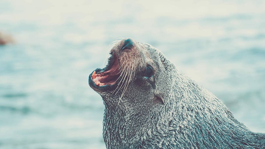 fotografia, al costat, cos, aigua, hora del dia, Lleó marí, cos d'aigua, dia, temps, animal, mar, mamífer, naturalesa, vida salvatge, un animal, animals a la natura, centrar-se en primer pla, temes d'animals, fauna animal, boca, boca oberta, part del cos dels animals, vertebrats, cap gent, sota l'aigua, mamífer aquàtic, vista lateral, primer pla, a l'aire lliure, cap d’animals, segell - animal, boca d’animals, marí, bigotis, vista del perfil, 4K