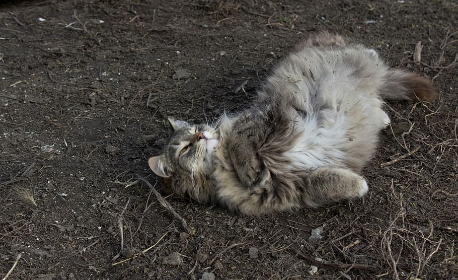 gatto, primavera, asciutto, erba, gatto, primavera, erba secca, animale, temi animali, un animale, nessuno, animali domestici, all'aperto, domestico, mammifero, vertebrato, vista dall'alto, terra, rilassamento, campo, sdraiarsi, felino, natura, giorno, gatto domestico, sporco, 5K